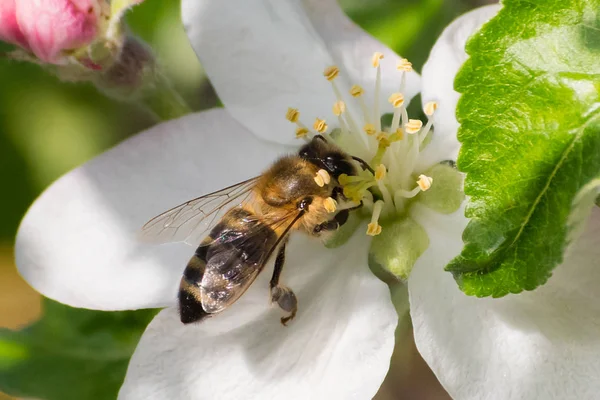 꿀벌, 과일 나무 꽃에서 꿀을 추출 — 스톡 사진