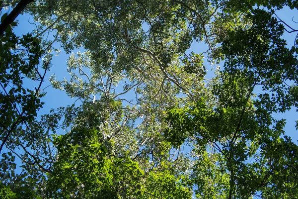 Corone di alberi contro il cielo, foresta magica — Foto Stock