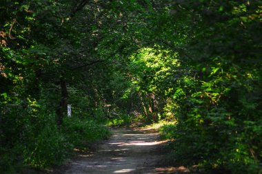 Orman yolu, ahşap yol