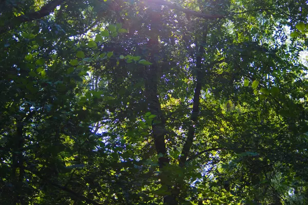 Короны деревьев против неба, волшебный лес — стоковое фото