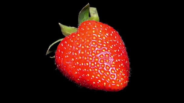 Fraise Fraîche Sur Fond Noir Gros Plan Détail — Video