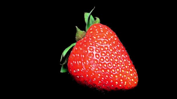 Fraise Fraîche Sur Fond Noir Gros Plan Détail — Video