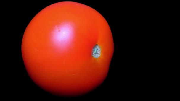 Ντομάτα Που Απομονώνονται Μαύρο Φόντο Περιστροφής — Αρχείο Βίντεο