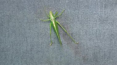 Locust - yeşil yeşil çekirge göçmen Locust kısa boynuzlu çekirge