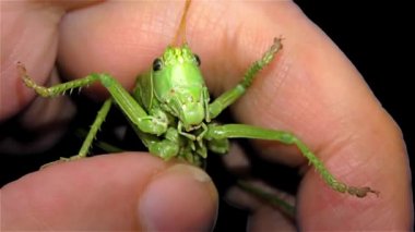Yeşil siyah arka plan üzerine - izole Locust yeşil çekirge göçmen Locust kısa boynuzlu çekirge