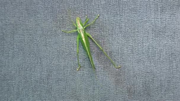 Groene Locust Groen Grasshopper Trekkende Locust Korte Gehoornde Sprinkhaan — Stockvideo