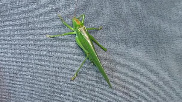 Grön Locust Grön Gräshoppa Flyttande Locust Kort Behornade Gräshoppa — Stockvideo