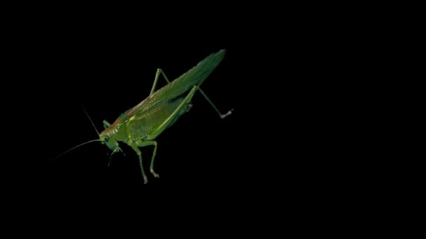 Groene Locust Geïsoleerd Zwarte Achtergrond Groen Grasshopper Trekkende Locust Korte — Stockvideo