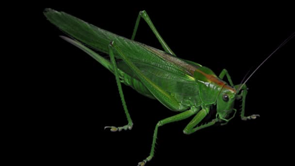 Langosta Verde Aislada Sobre Fondo Negro Saltamontes Verdes Saltamontes Migratorios — Vídeo de stock