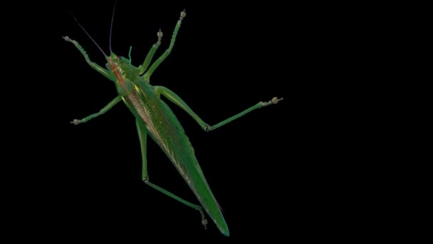 Groene Locust Geïsoleerd Zwarte Achtergrond Groen Grasshopper Trekkende Locust Korte — Stockvideo