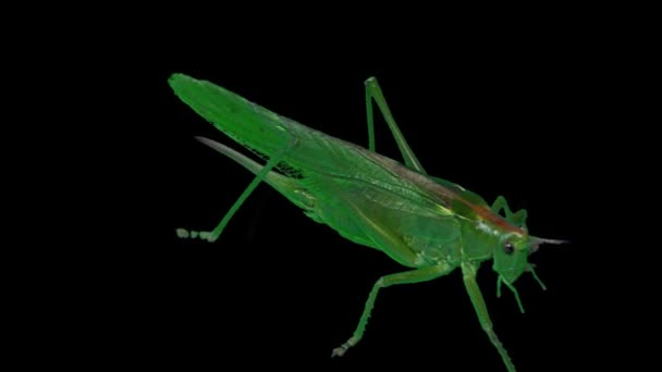 Yeşil Siyah Arka Plan Üzerine Izole Locust Yeşil Çekirge Göçmen — Stok video