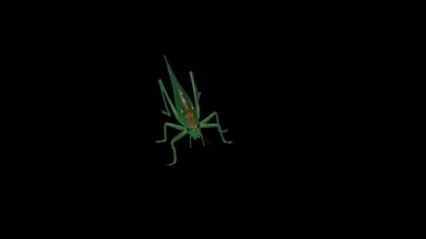 Groene Locust Geïsoleerd Zwarte Achtergrond Groen Grasshopper Trekkende Locust Korte — Stockvideo