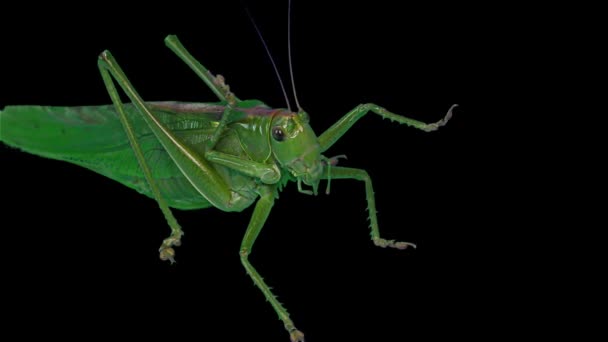 Groene Locust Geïsoleerd Zwarte Achtergrond Groen Grasshopper Trekkende Locust Korte — Stockvideo