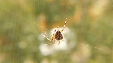 Her Web örümcek ile örümcek ağı - Avrupa Bahçe örümcek, yakın çekim, ayrıntı üzerinde örümcek