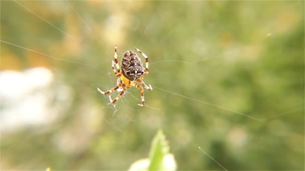 Αράχνη Που Εργάζονται Για Her Web Αράχνη Ιστό Της Αράχνης — Αρχείο Βίντεο