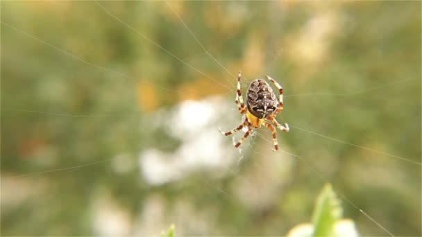Spin Werkt Aan Haar Web Spider Met Spinnenweb Europese Tuin — Stockvideo