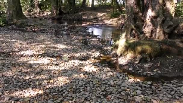 Herfst Rivier Natuur — Stockvideo