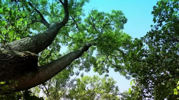 Árboles Bosque Día Otoño — Vídeos de Stock