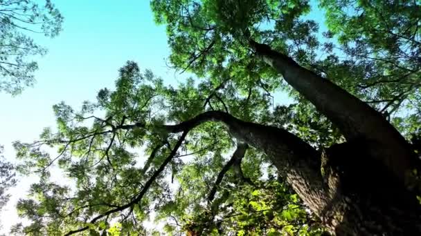 Дерева Лісі День Осені — стокове відео