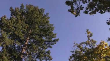 Sonbahar Park, ağaçlar ve otlar