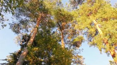 Sonbahar Park, ağaçlar ve otlar