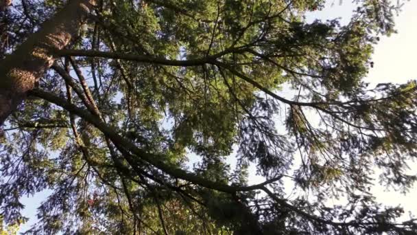 Sonbahar Park Ağaçlar Otlar — Stok video