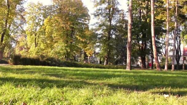 Jesień Parku Drzewa Trawy — Wideo stockowe