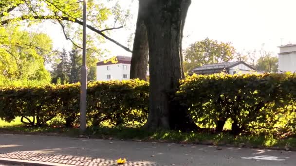 Herbst Park Sternwarte — Stockvideo