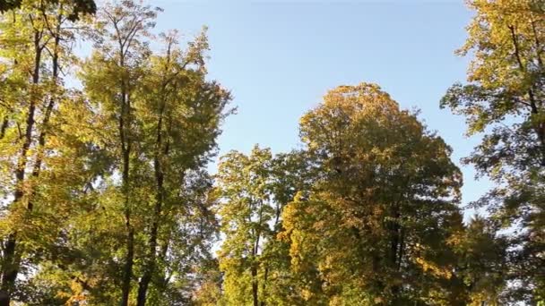 Herfst Het Park Bomen Gras — Stockvideo