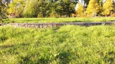 Sonbahar Park, ağaçlar ve otlar