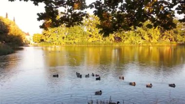 Sonbahar Park, gölet ve ördek