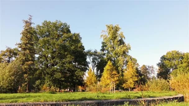 Φθινόπωρο Στο Πάρκο Δέντρα Και Χλόη — Αρχείο Βίντεο