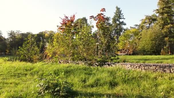 Hösten Parken Träd Och Gräs — Stockvideo