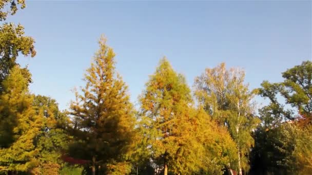 Automne Dans Parc Arbres Herbe — Video