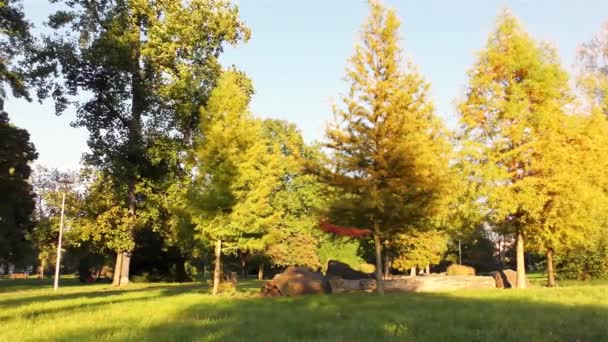 Herfst Het Park Bomen Gras — Stockvideo