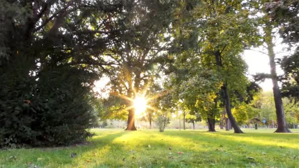 Podzim Parku Stromy Trávy — Stock video