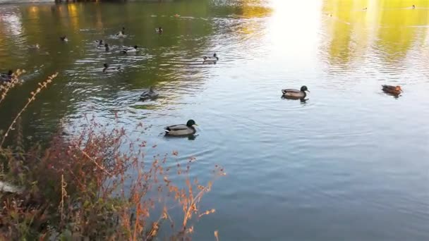 Otoño Parque Estanque Pato — Vídeos de Stock