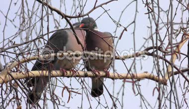 Kuşlar sevgi dolu bir çift-seven güvercinler 