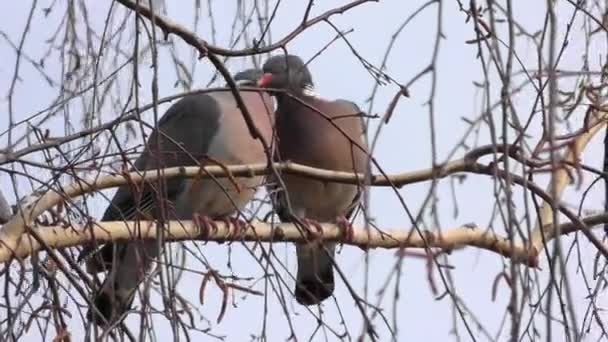 Couple Oiseaux Aimants Pigeons Aimants — Video