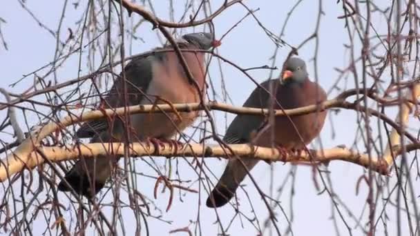 Milující Dvojice Ptáků Milující Holubi — Stock video