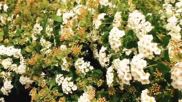 Flores Blancas Frescas Hojas Verdes Spiraea Bush — Vídeo de stock