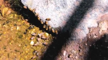 Bal Arıları Nehirdeki Bir Kayanın Üzerindeki Sudan İçme - Pestisitlerden Korunma