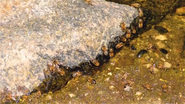 Medonosná Pila Pije Vody Skále Řece Ochrana Před Pesticidy — Stock video