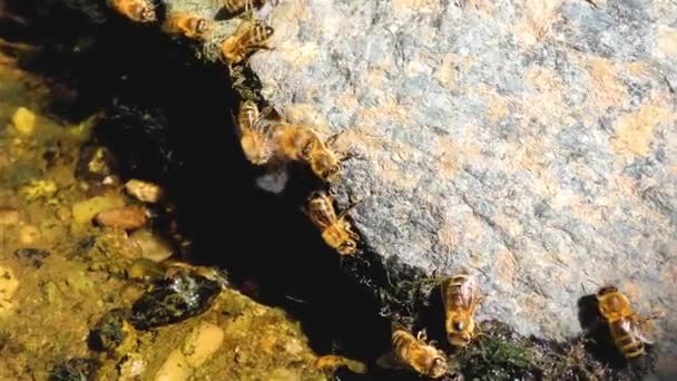 川の岩の上で水から飲むミツバチ 農薬からの保護 — ストック動画