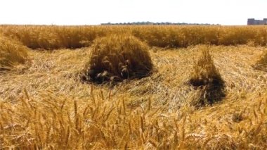 Tahıl Tarlası - Yaz Tarım Konsepti, Peyzaj