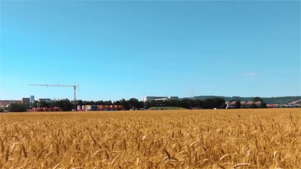 Campo Cereais Agricultura Verão Conceito Paisagem — Vídeo de Stock