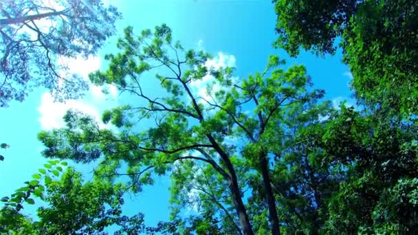 Floresta Verde Árvores Floresta Paisagem Verão — Vídeo de Stock