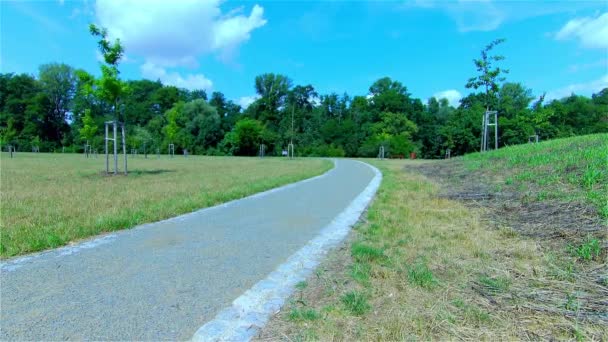 Bosque Verde Árboles Bosque Paisaje Verano — Vídeo de stock