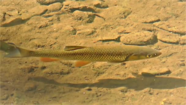 Чуб Риби Річкова Риба Semotilus Європейський Головень — стокове відео