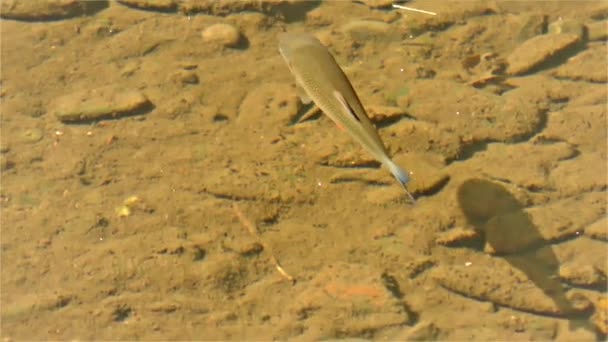 Чуб Риби Річкова Риба Semotilus Європейський Головень — стокове відео